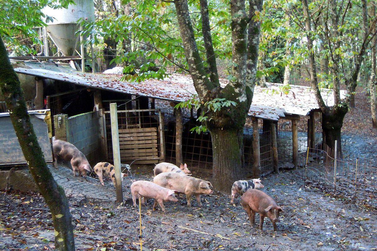 LANDRA (Chantada) porcos raza duroc