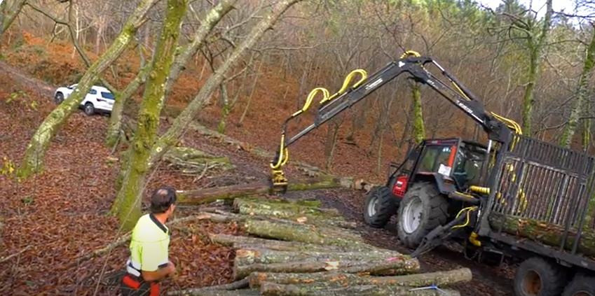 Aproveitamentos de castiñeiro no monte veciñal en man común de Couso (Gondomar)