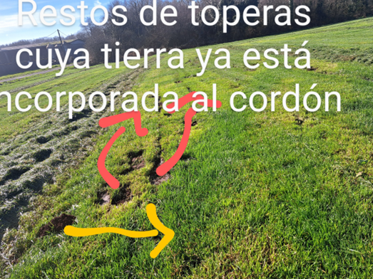 LEGUMINOSA ARTIGO ADIAL 1