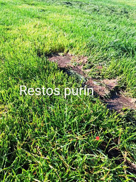 LEGUMINOSA ARTIGO ADIAL 2