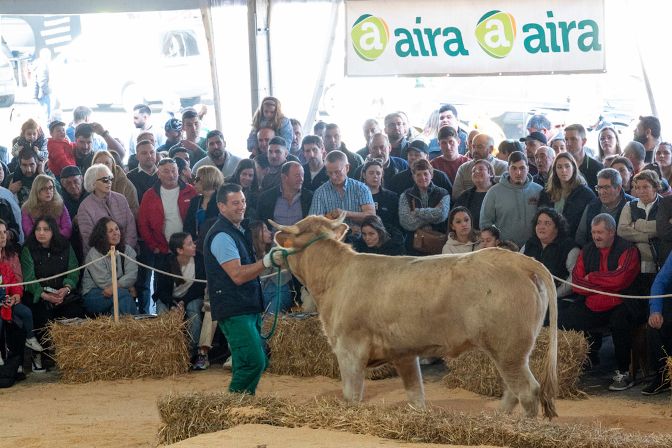 POXA RUBIA GALEGA BOIMORTO 24 ACRUGA