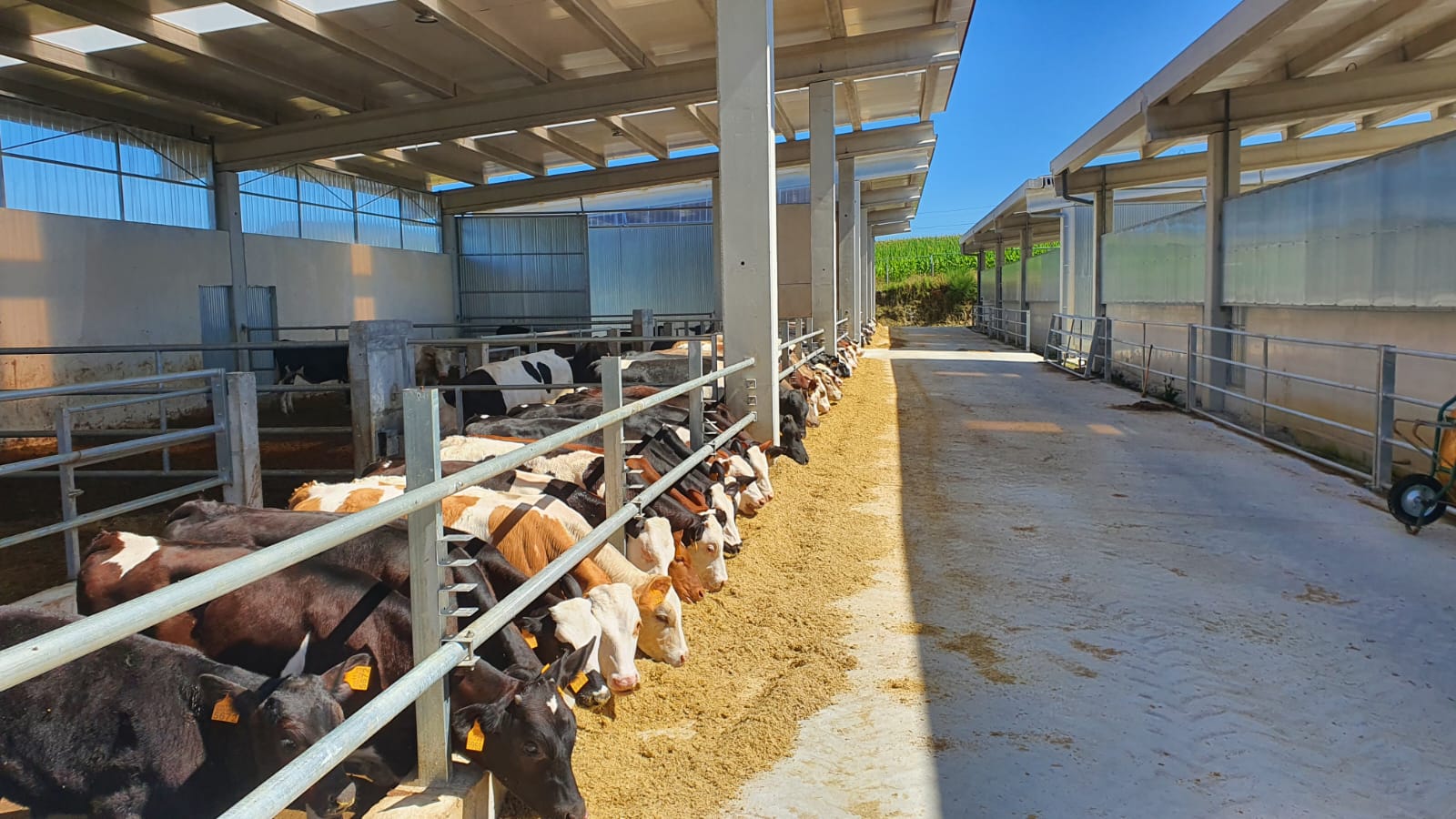 Melenas SC ceba uns 300 becerros ao longo do ano, a maior parte dentro da IXP Ternera Gallega