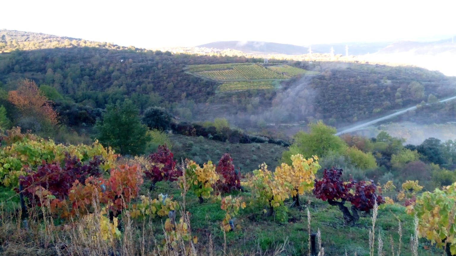 viñedo valdeorras bolo raquel vizcaya 2