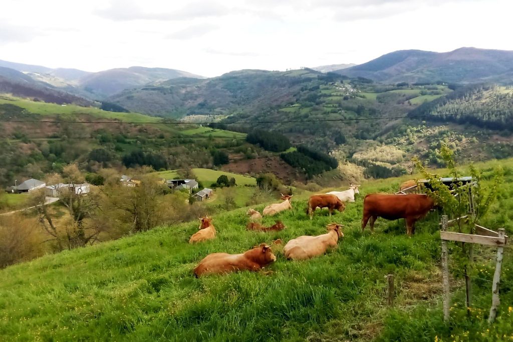 As ganderías de vacún de carne son as verdadeiras xestoras do territorio en concellos como Cervantes
