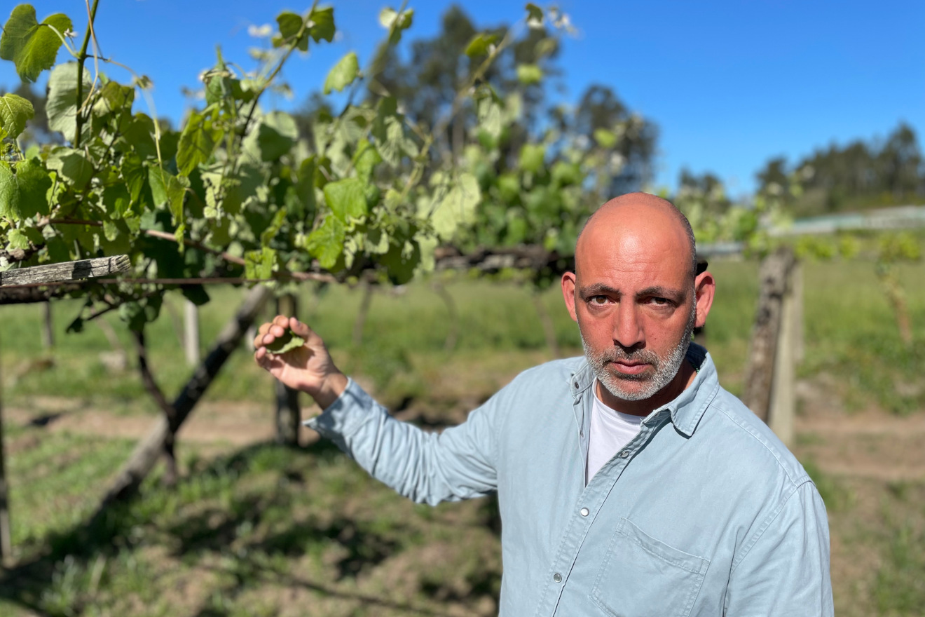 Jesús Sánchez (Delagro), técnico especialista en viña de Galicia 