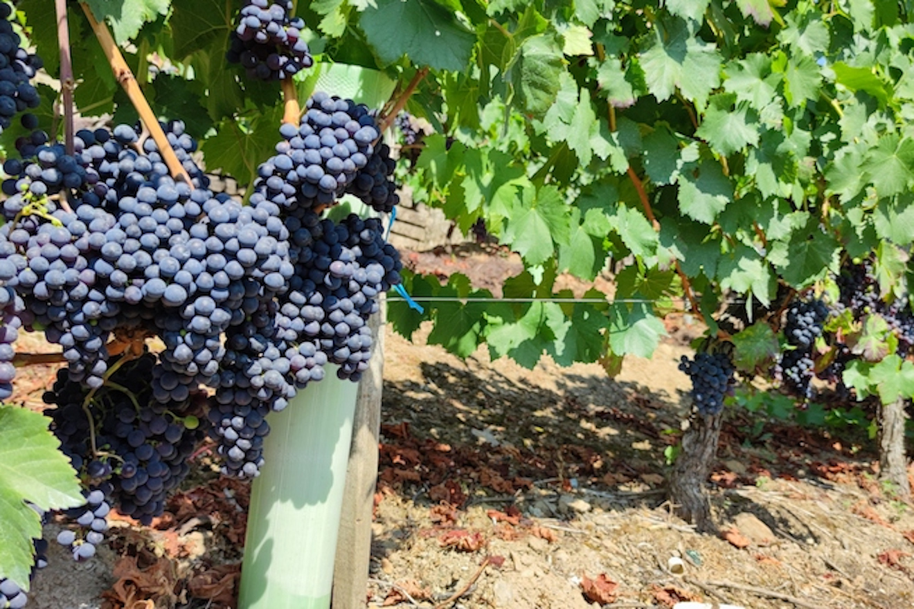 Acios de uvas na Ribeira Sacra
