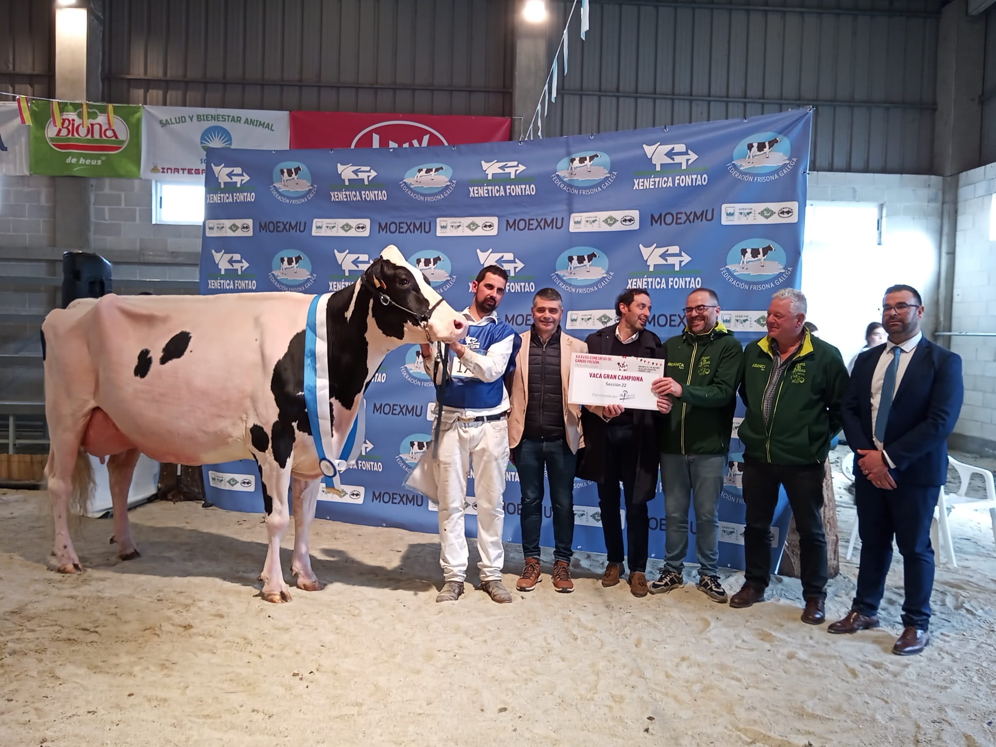A vaca Rey 814 Beemer Yuri, da gandería Rey de Miñotelo da Pastoriza, Vaca Gran Campiona na Moexmu 2024