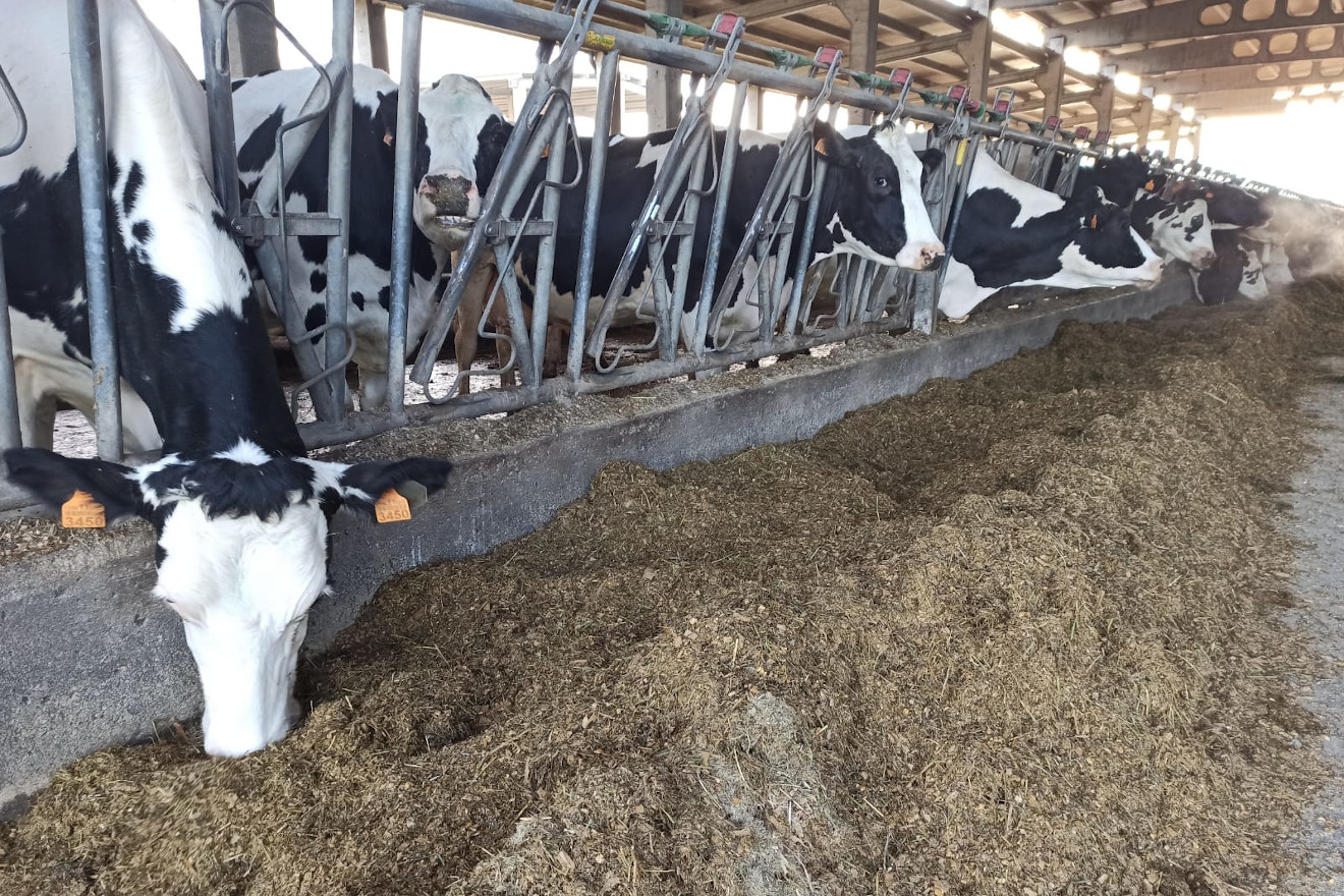 VERICA SC vacas lactacion