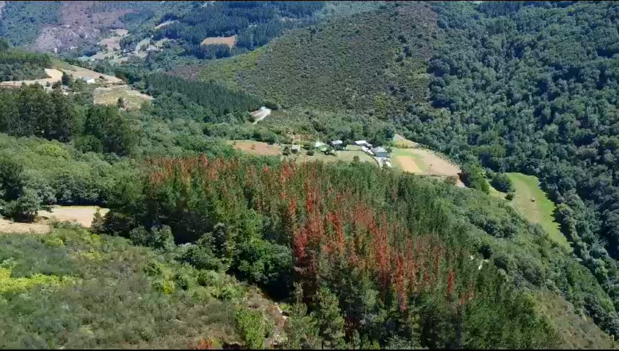 Voo feito o 13 de agosto de 2023 na Sofor Santa Juliana, onde se aprecia a diferente afectación entre radiata e pinaster nunha masa mixta / Imaxes: Galca Agroforestal.