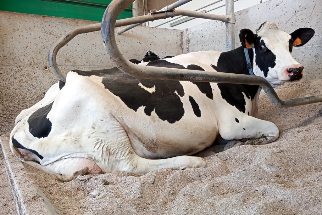 ganderia Cuinha SC (Lugo) benestar animal cama carbonato e serrin
