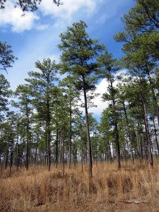 Monte de pino taeda / FOTO: Chris M. Morris (CC BY 2.0)