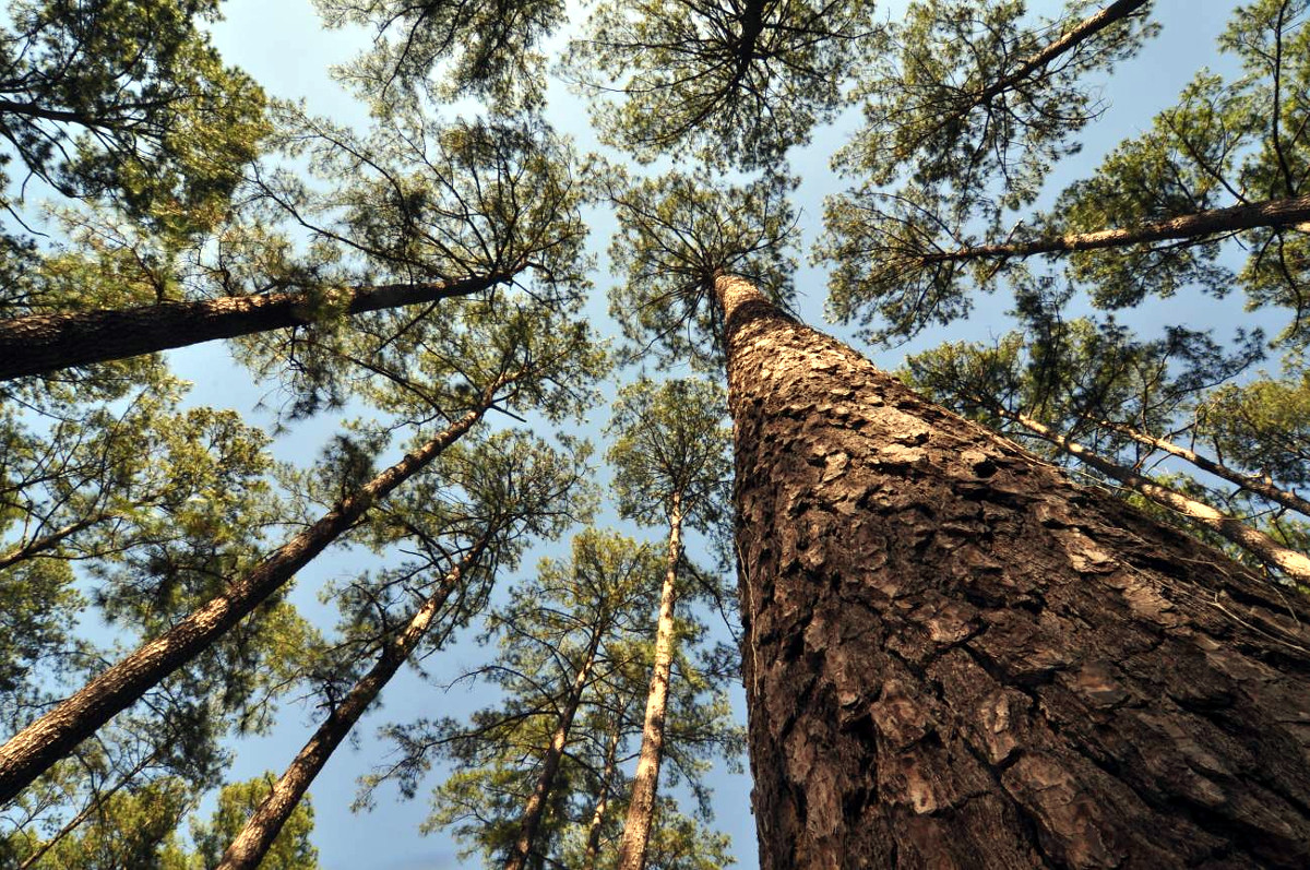Monte de piñeiro taeda en Texas, nos Estados Unidos / FOTO: Ronald F. Billings (Texas A&M Forest Service)