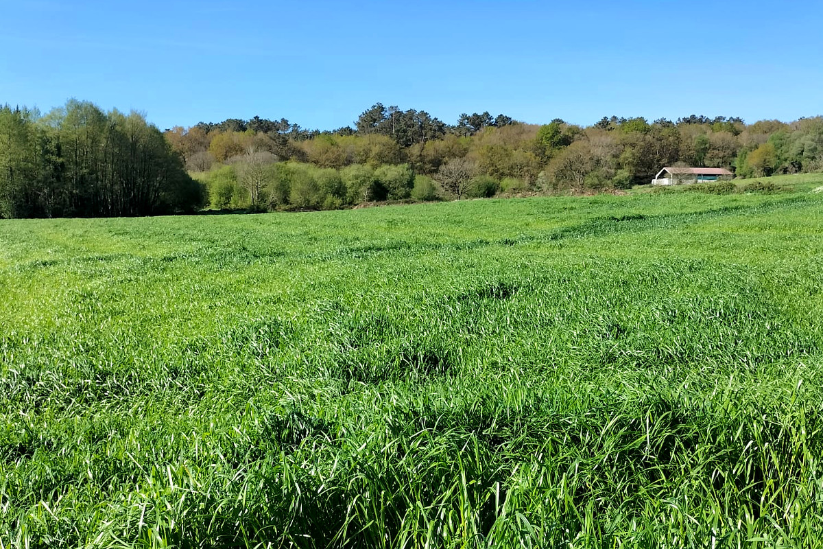 Pradeira para ensilar na zona de Chantada