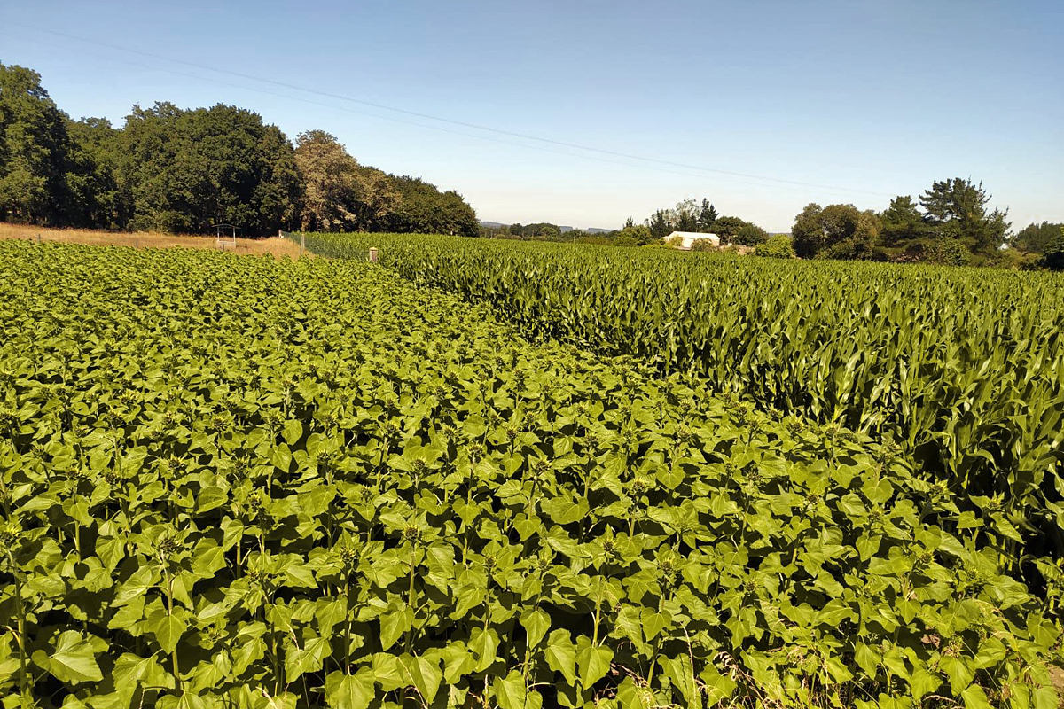 Finca de xirasol e de millo