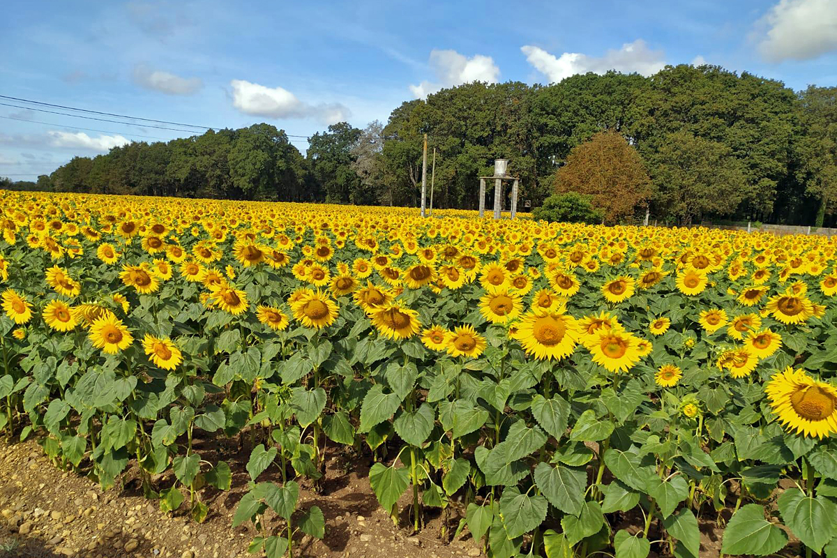 Finca de xirasol de Granxa Xustás, que este ano vai adicar 22 hectáreas a este cultivo
