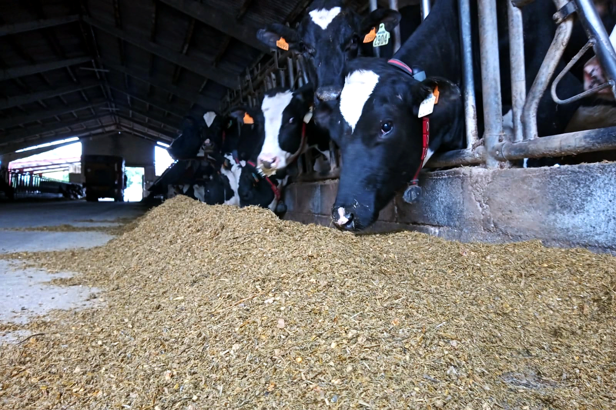 Vacas en produción da gandería, cunha ración a base de silo de millo e xirasol