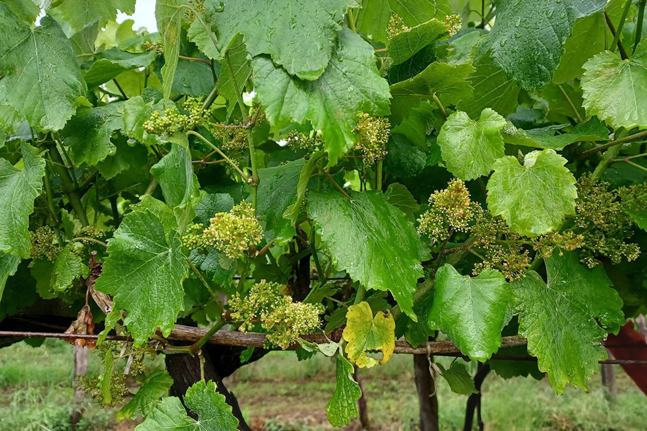 areeiro fenoloxia floracion espurga acios