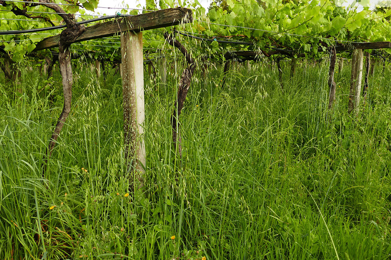 herba vinha areeiro