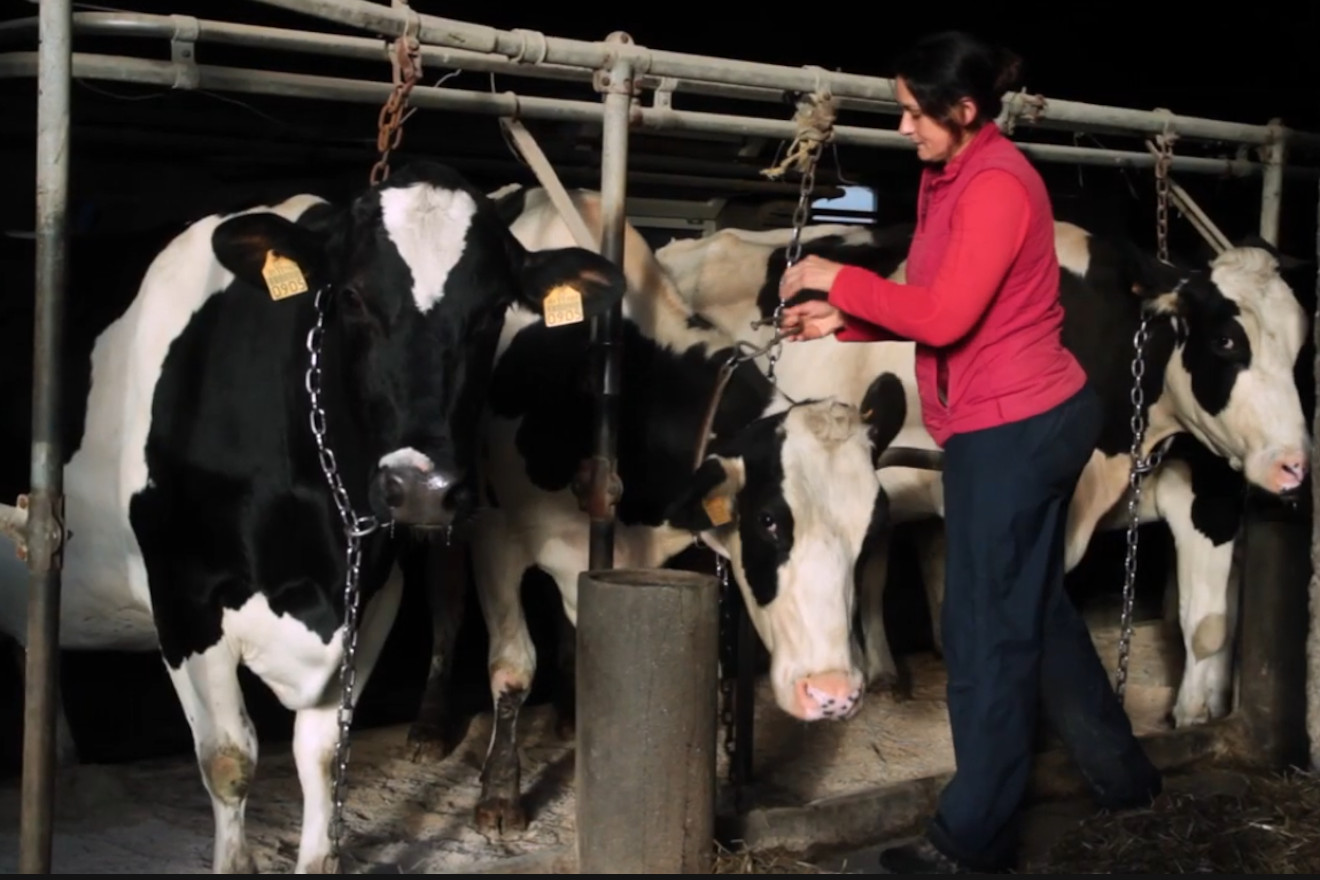 vacas trabadas dumbria