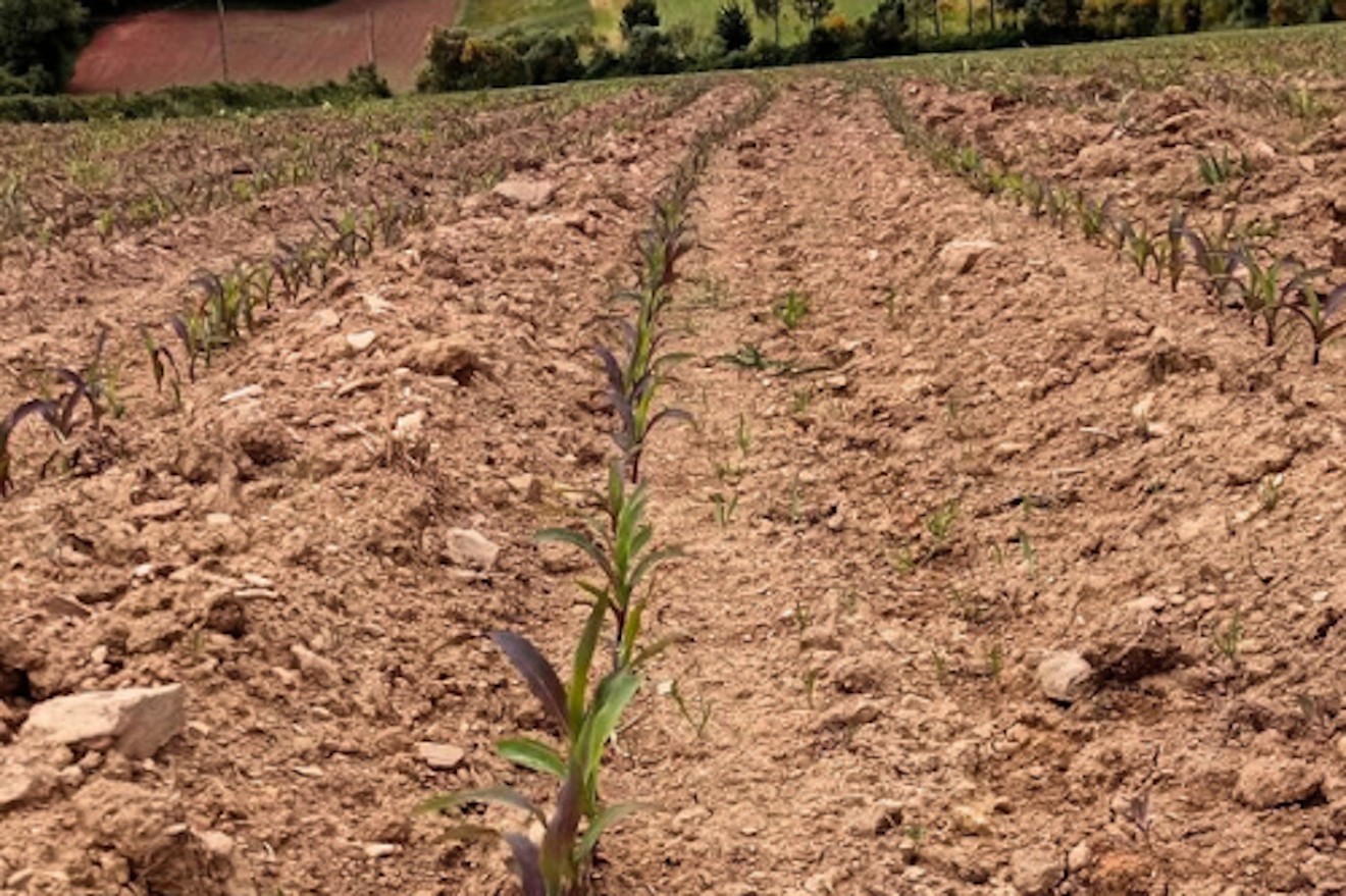 O frío e a auga dos últimos días pararon o crecemento do millo en Galicia e na Cornixa, nun ano no que xa se sementou moi tarde. Foto : Delagro S. Coop.
