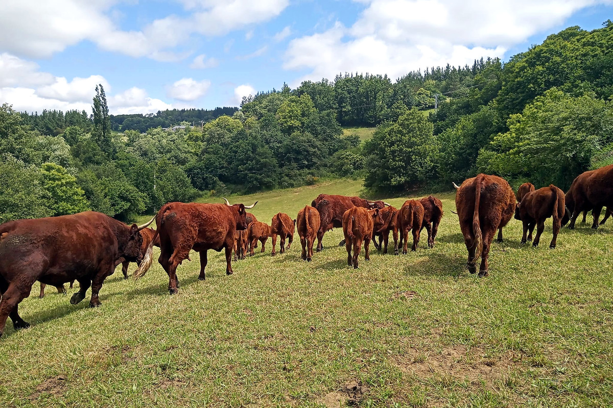 GANDERIA SALERS VALCARCEL (Samos) lote vacas cos xatos2 pastoreo PAC