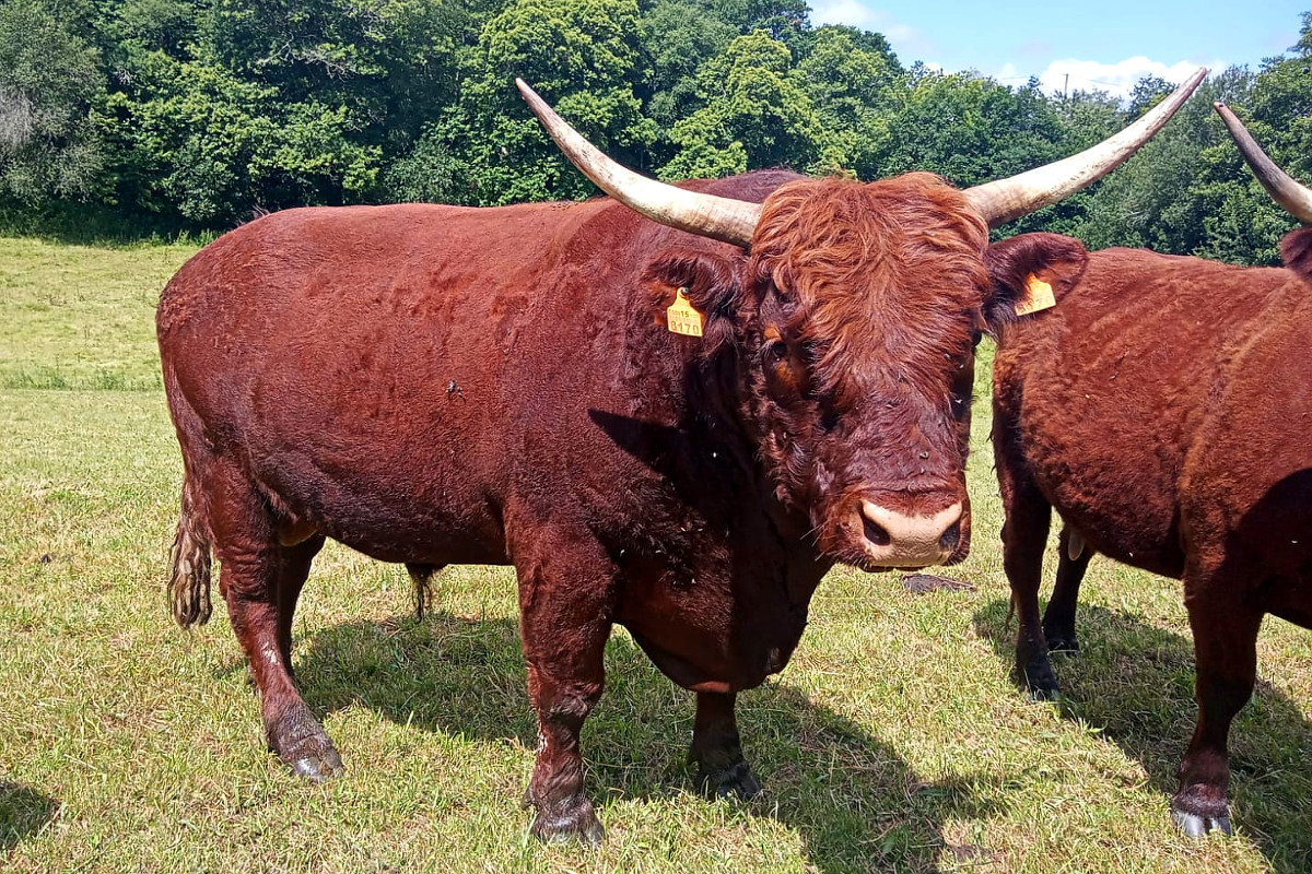 O touro de liña 'carne', que Jorge bota ás vacas das que non quere recriar para obter xatos de máis peso para enviar a matadoiro