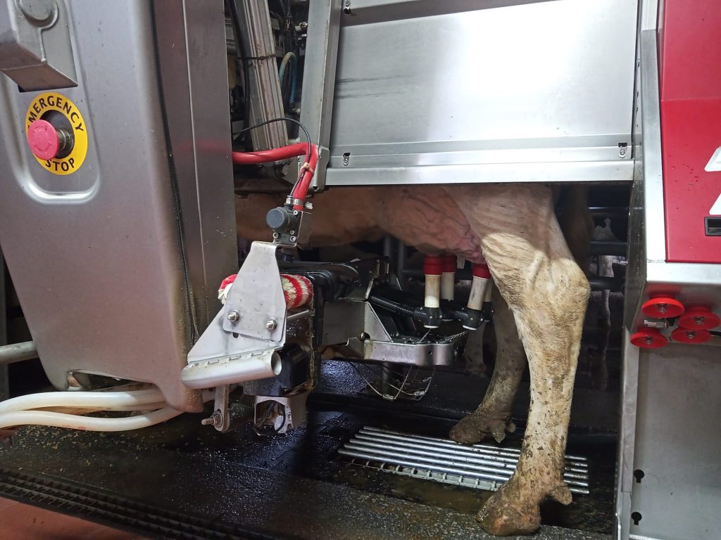 Neste momento están a muxir 170 vacas en tres robots e están a facer as obras para instalar o cuarto