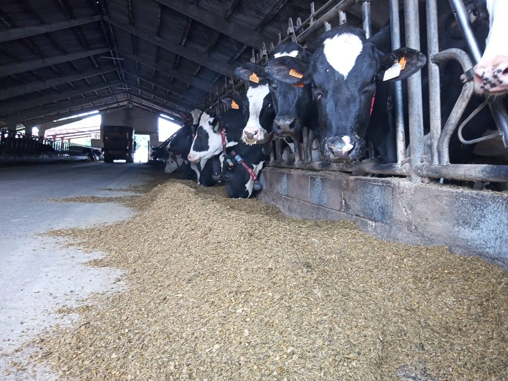 GRANXA XUSTAS (Cospeito) vacas producion racion