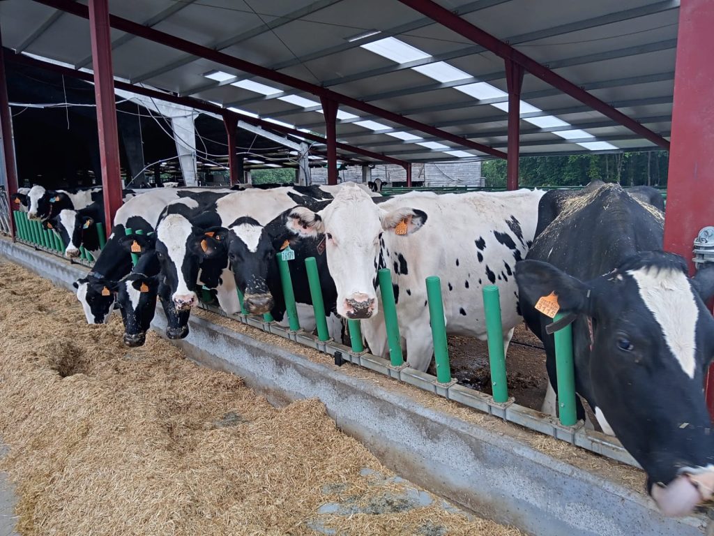 Nave de vacas secas, unha das últimas ampliacións realizadas