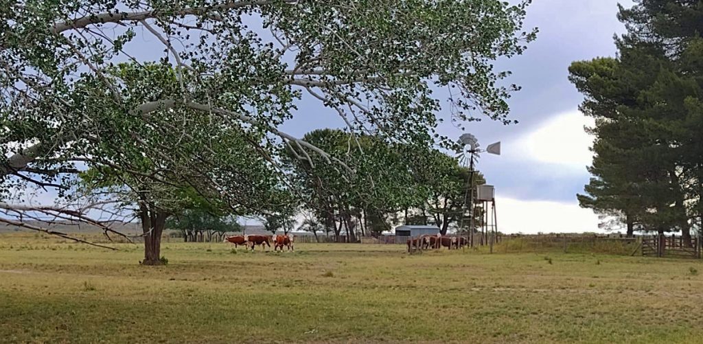 LA ELIDA (Argentina) vacas hereford