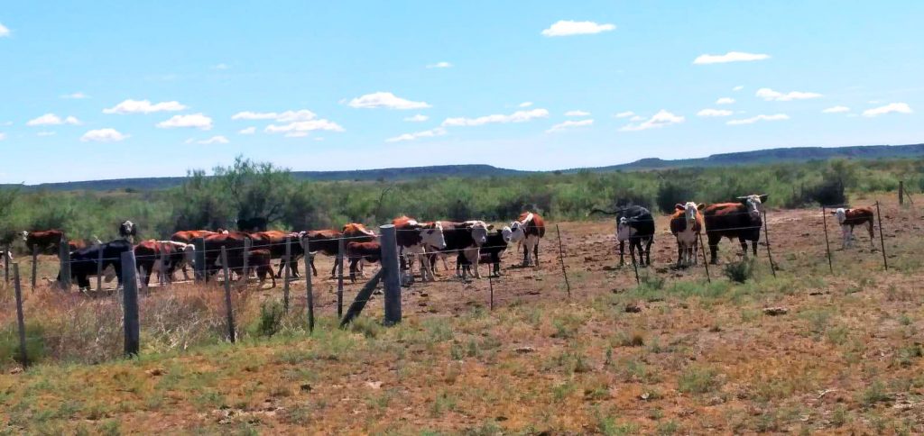 LA ELIDA (Argentina) vacas hereford 3