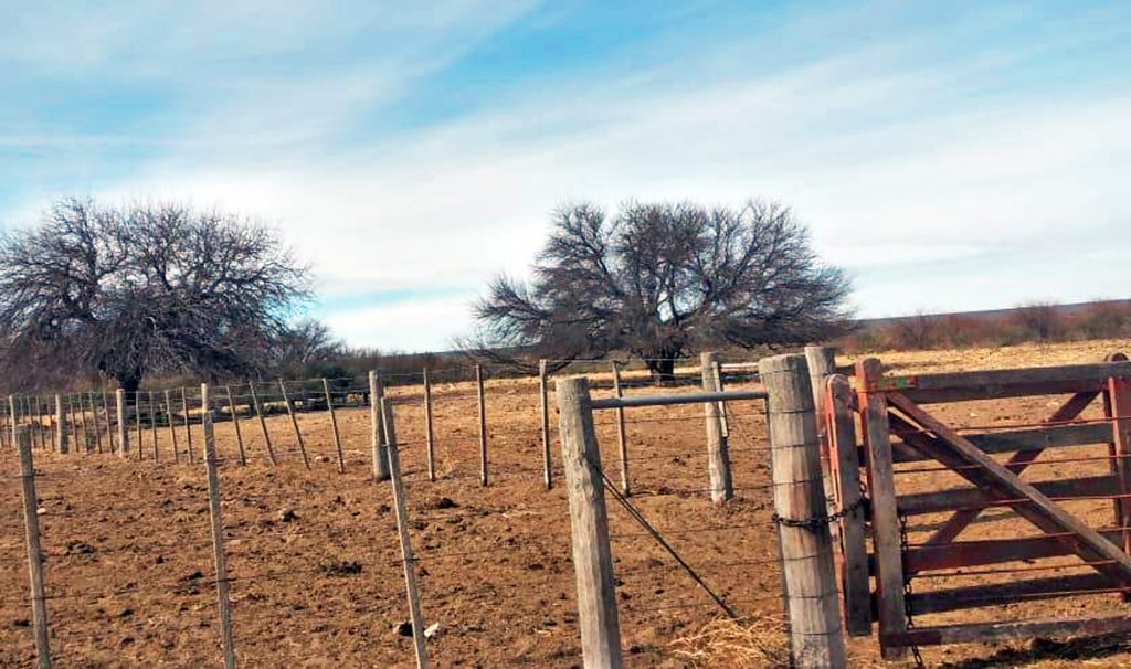 LA ELIDA (Argentina) vacas hereford 4