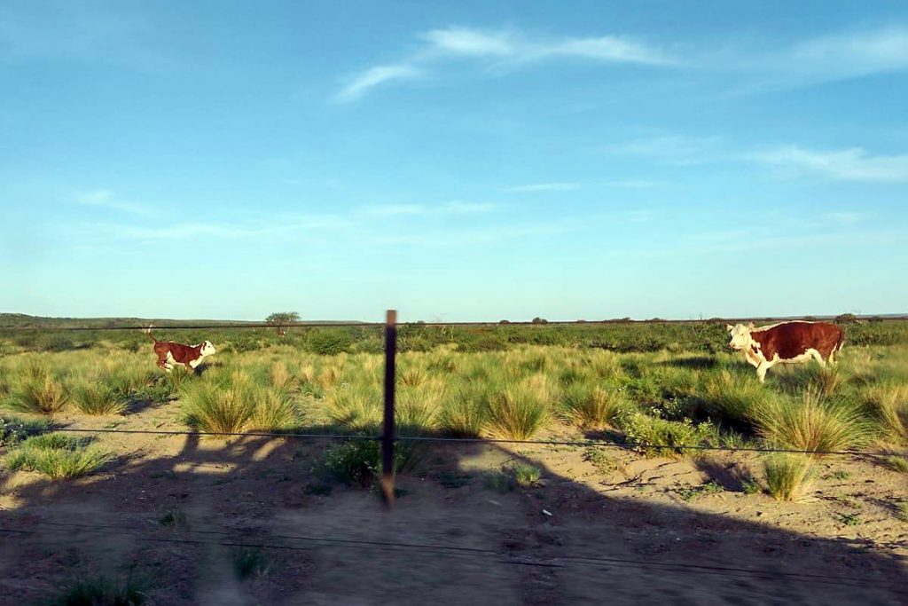 LA ELIDA (Argentina) vacas hereford 5