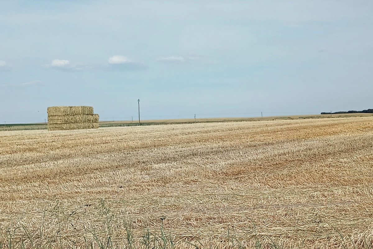LABAJO LUIS SC (Salamanca) alfalfa