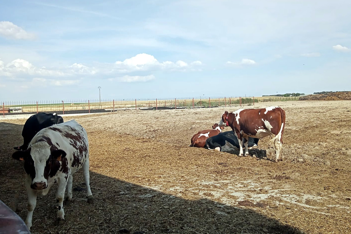 Lote de novillas y vacas secas que tienen la posibilidad de salir al exterior