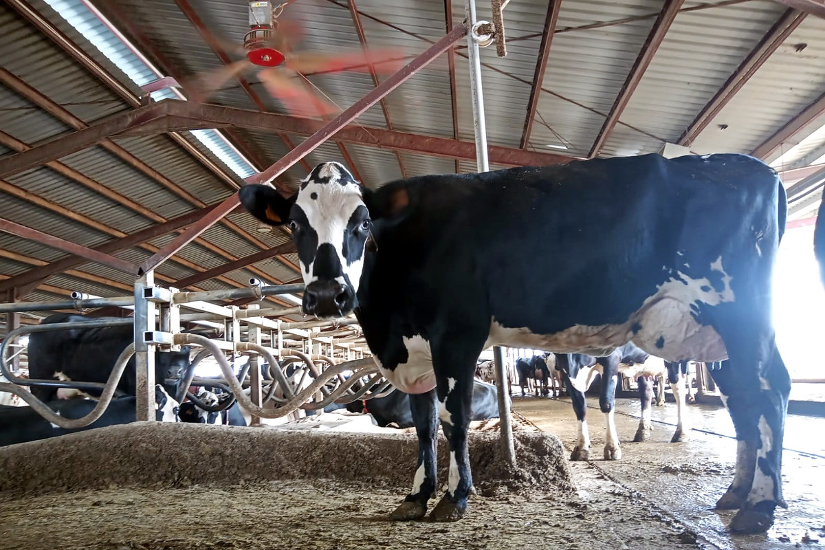Vaca cruzada trihíbrida de segundo parto, con 43 días en lactación y una producción de 63 litros diarios