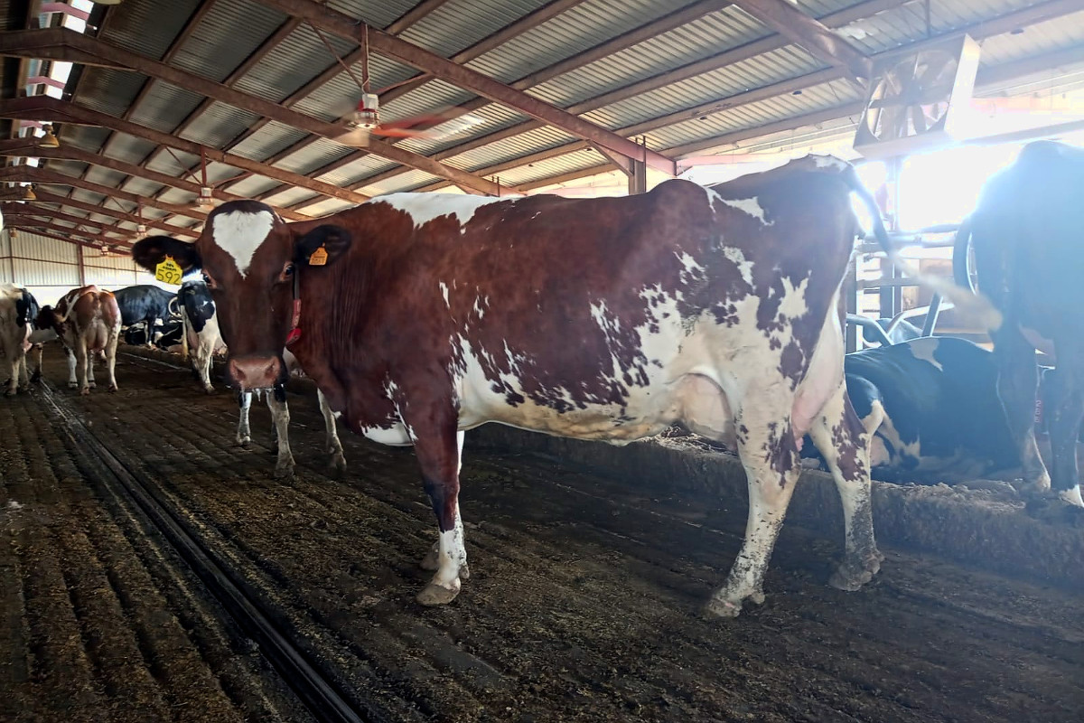Una de las vacas llegadas de Portugal en 2017 y que todavía continúan en la granja produciendo leche, en este caso con 62 litros de media en 7ª lactación