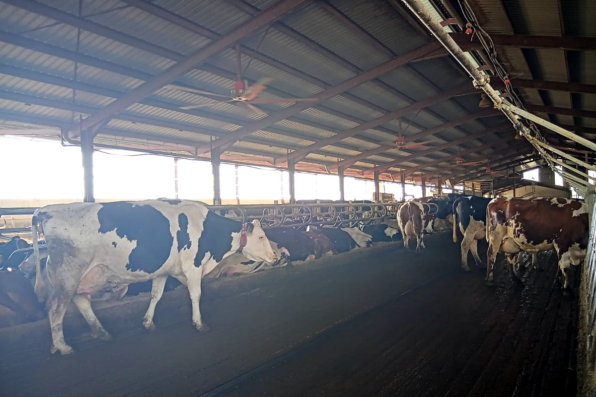 LABAJO LUIS SC (Salamanca) vacas producion procross