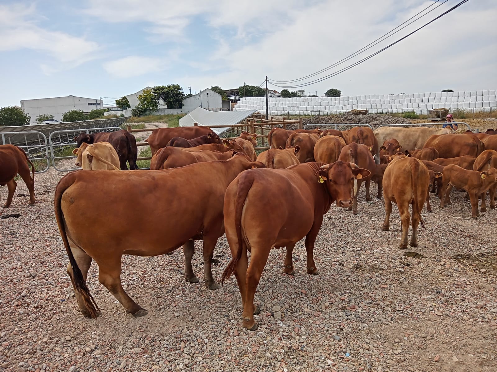PORTUGAL Beefmaster lote vacas cos xatos