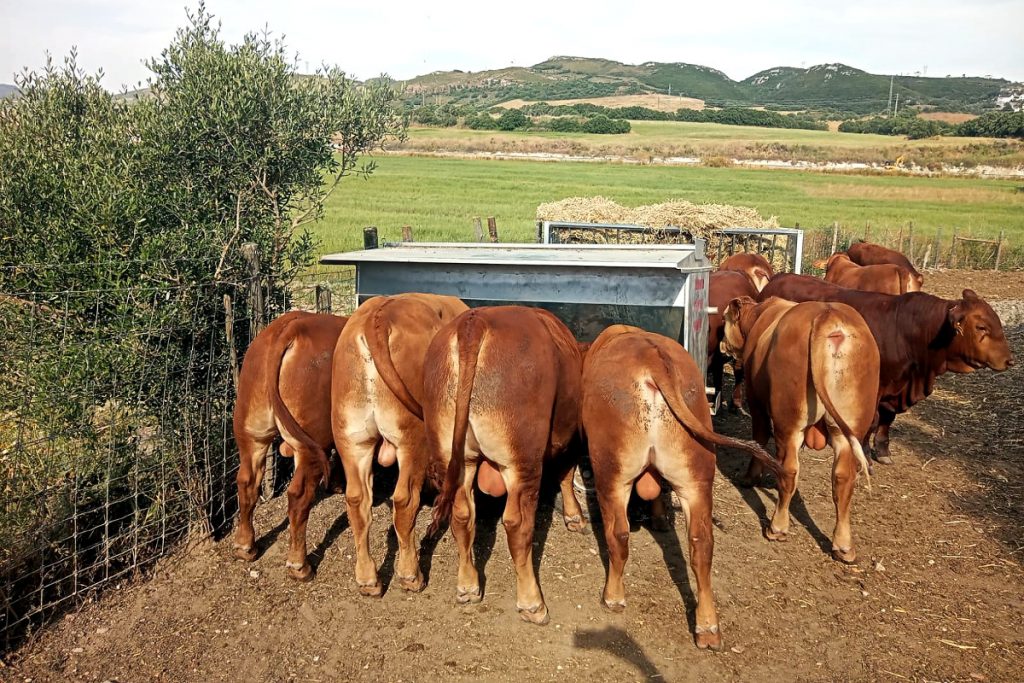 Lote de machos de 9 e 10 meses, futuros reprodutores, con pesos de 440-450 quilos