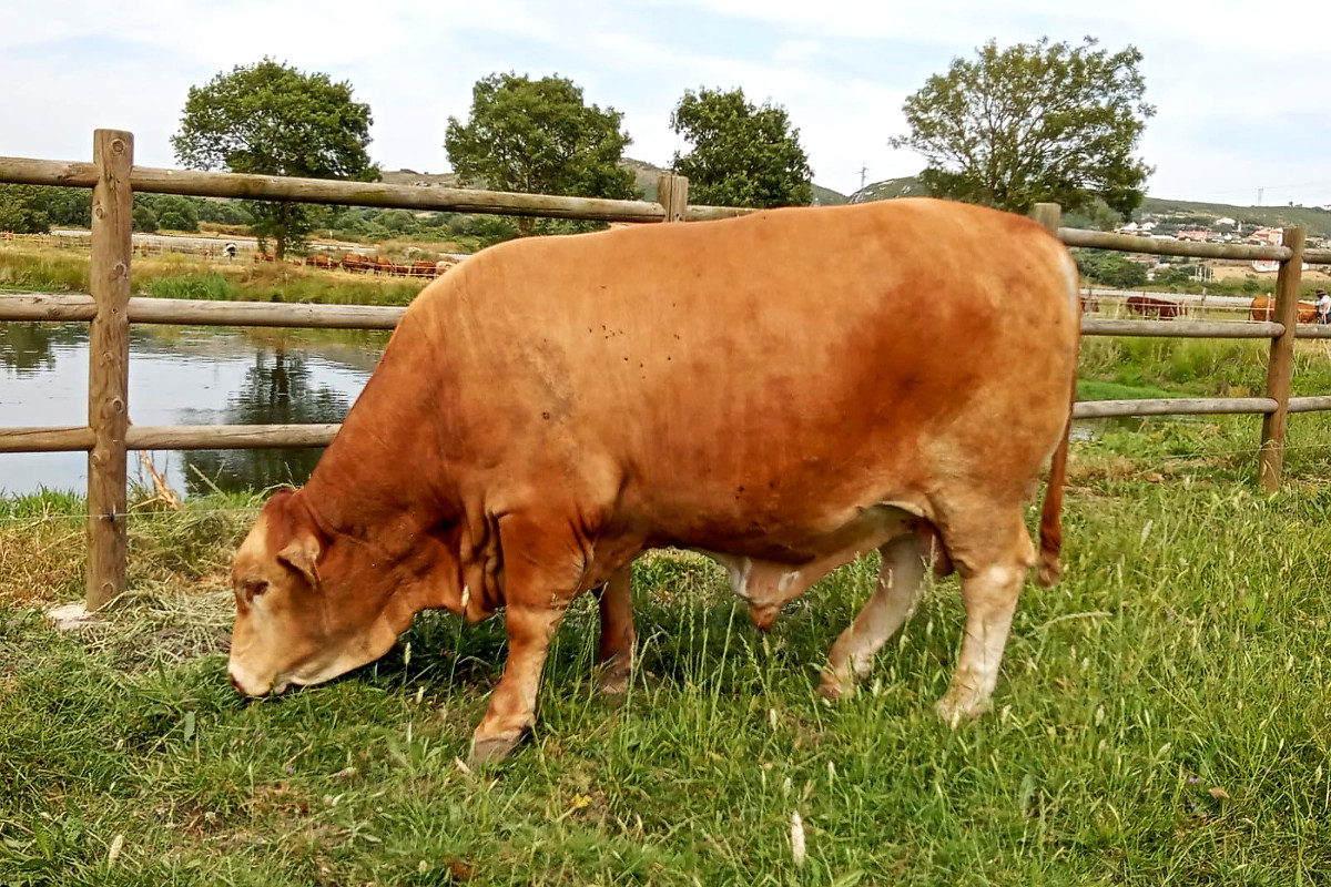 PORTUGAL Beefmaster touro
