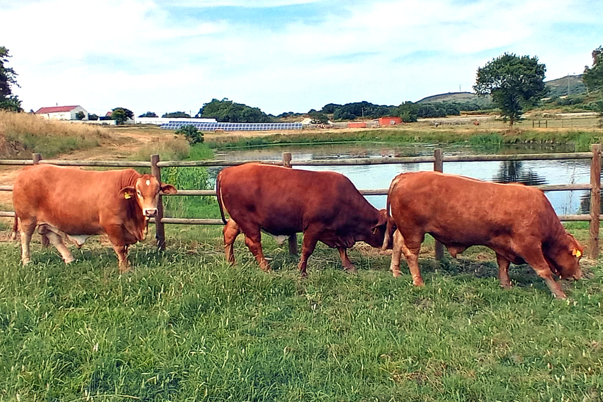 PORTUGAL Beefmaster touros
