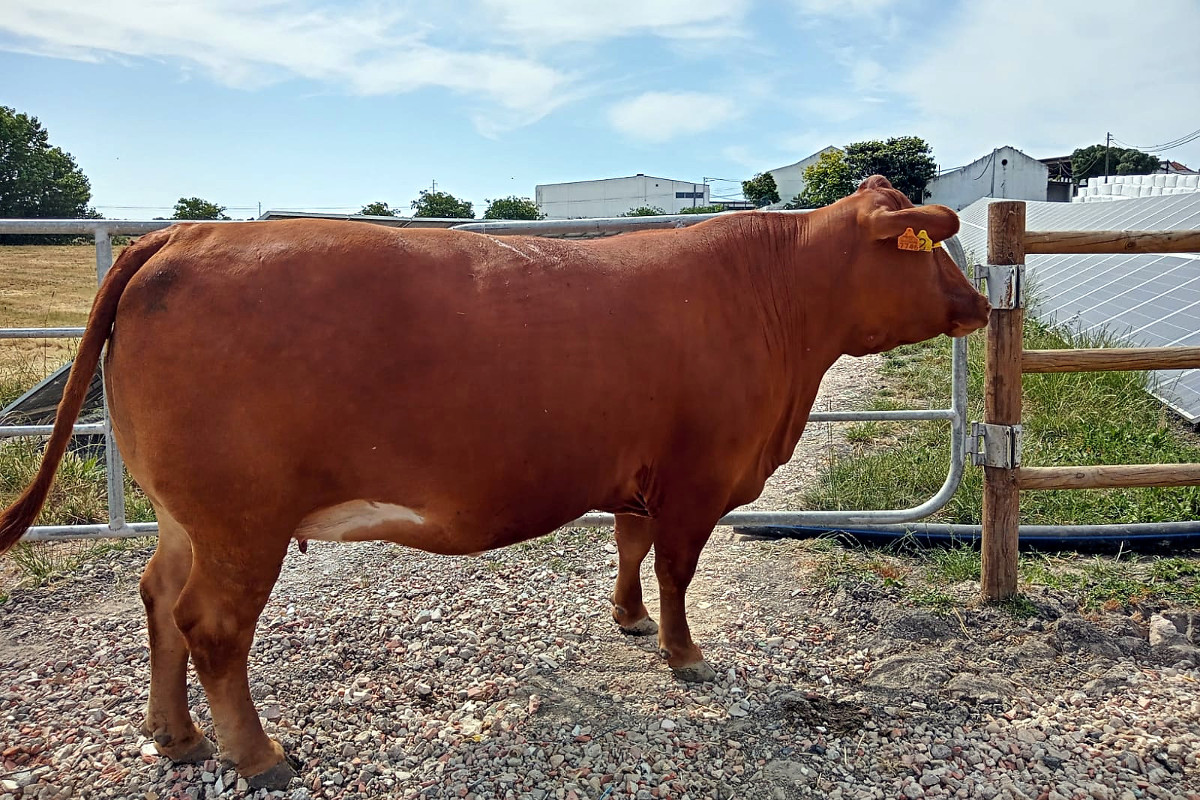 Vaca donante de embrións dentro do programa de reprodución da granxa