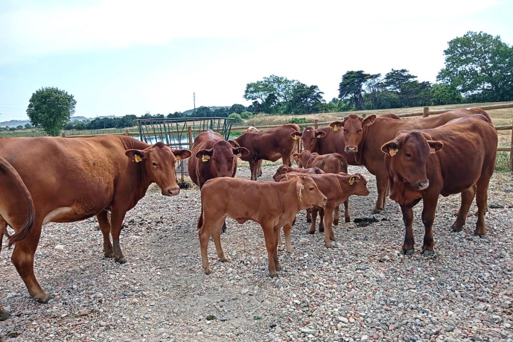 Becerros beefmaster coas nais en Casal de Quintanelas