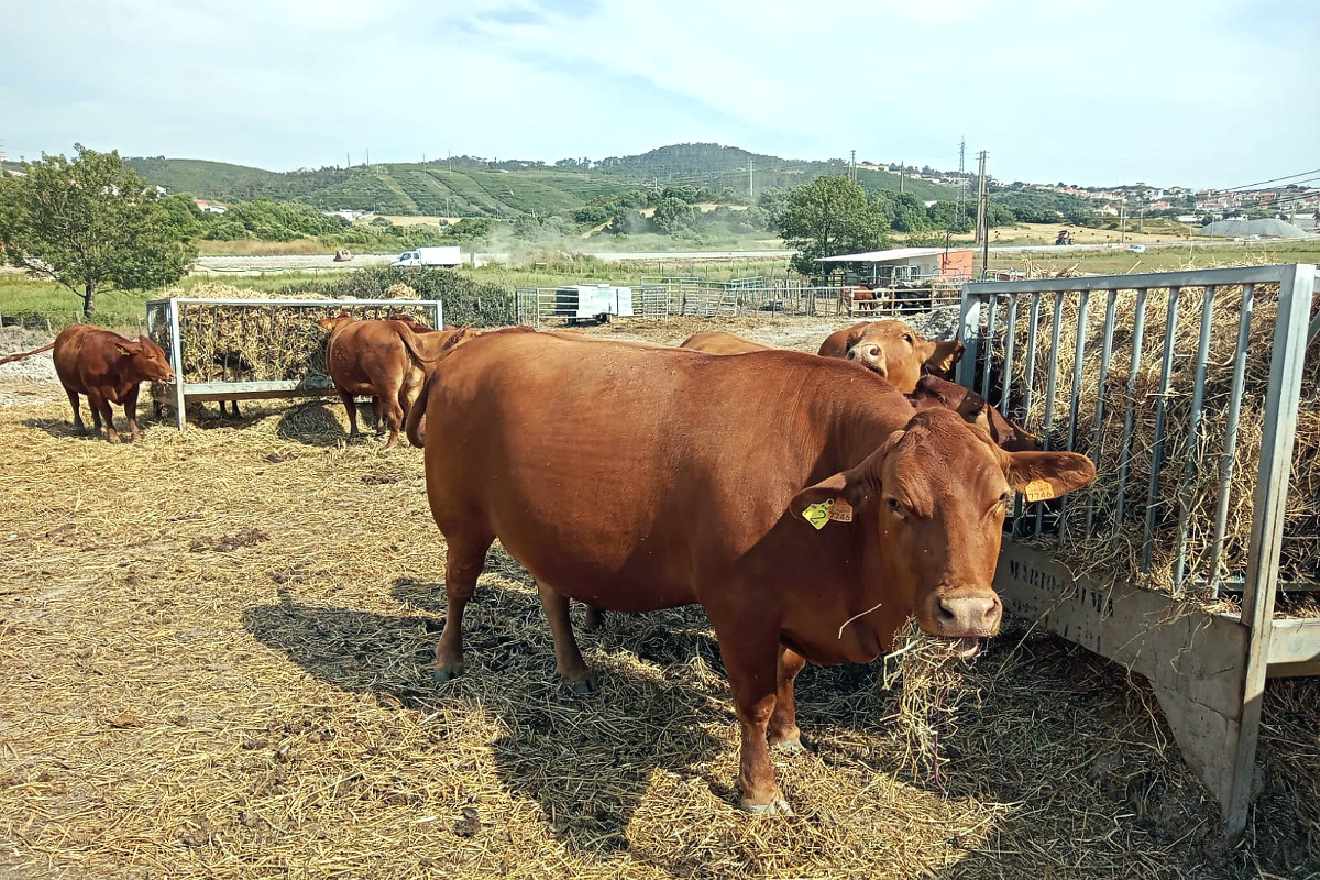As vacas son alimentadas con pasto e suplementadas con herba seca nos momentos de escaseza