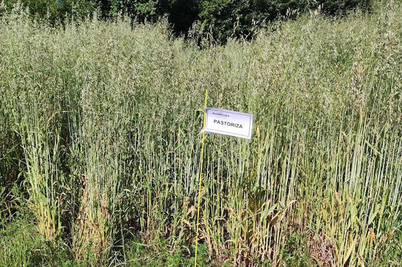 cereal AVEA xinzo ensaio genvce 24 campo de ensaio