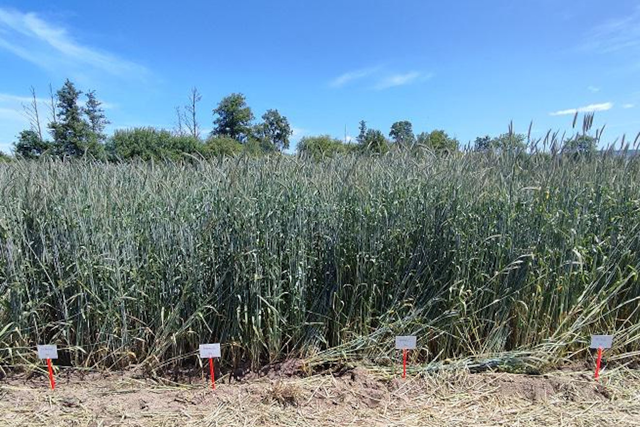 cereal centeo xinzo ensaio genvce 24 campo de ensaio espigado