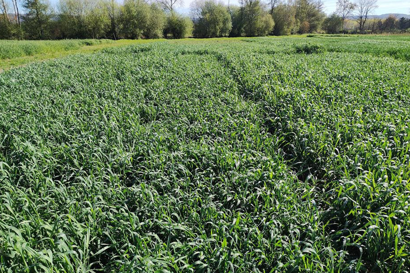 cereal centeo xinzo ensaio genvce 24 campo de ensaio