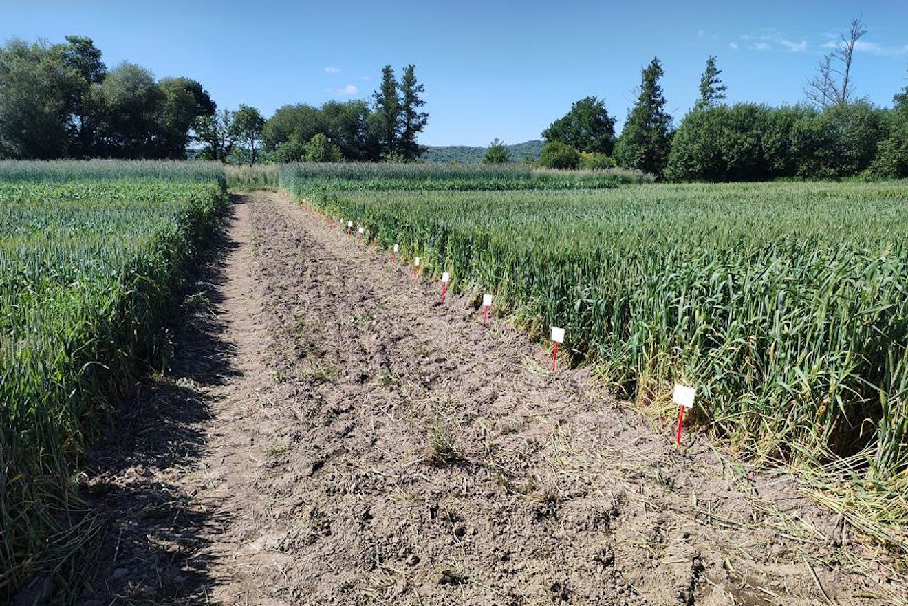 cereal trigo xinzo ensaio genvce 24 campo de ensaio