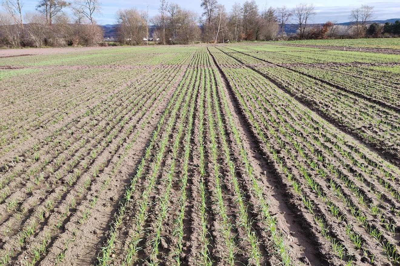 cereal trigo xinzo ensaio genvce 24 nascencia
